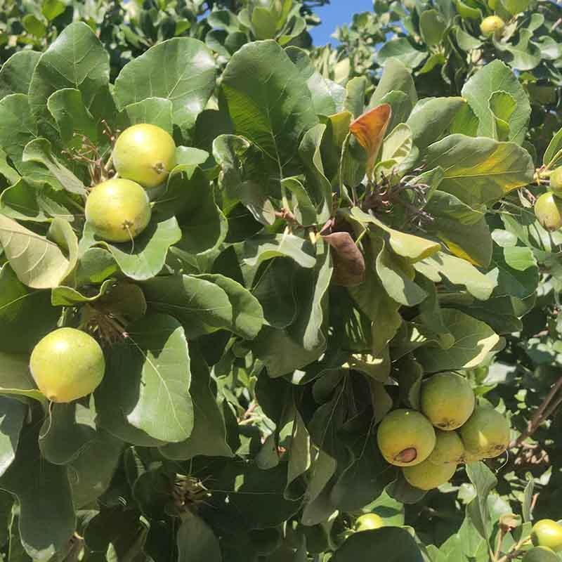 semilla ciricote fruta